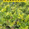 淡淡而过