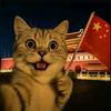 一只猫
