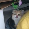 爱叹气的猫