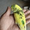 红杉树