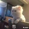 标志小狮子