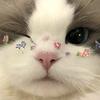 鹿猫笨笨