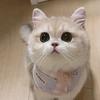 小松