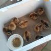 🍀10只小鸡🐥的幸福生活🍀