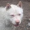 下司猎犬阿发