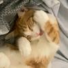 团子他爸