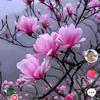 秦时明月