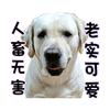 呆子是条好狗