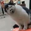 遇事不要方
