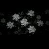 Rosebush