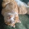 八月是只猫