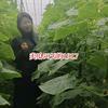 瑞莱农业刘玉凤