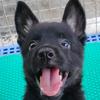 肖建（东德牧羊犬）