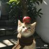 羊羊羊（孕晚期）