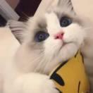 冷先森