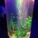 海豚