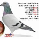 翱翔