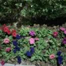 好人一生平安傅江