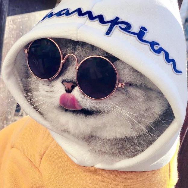 猫侠