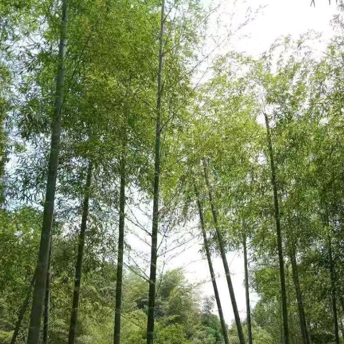 悠醉清风