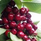 昆嵛山老于家大樱桃采摘园官方号