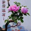 艾尚潮货
