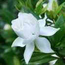 栀子花