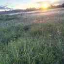 (*^．^*)亲亲~猪老