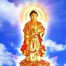 金莲花思语🙏🙏🙏🙏🙏🙏