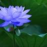 花.世界花艺