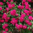 我爱我家281426646