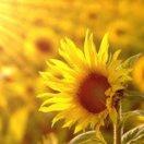 太阳莹星月