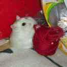 老王家的懒羊羊