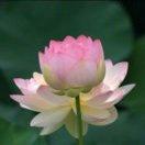 王霞冷面米线馆