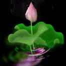 翟翟……62..年的虎