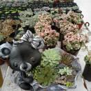 🌹平平淡淡🌹