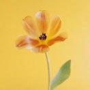 黑猫警长大名叫咪咪