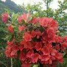 春暖花开