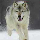 狼的传说，今夜无眠