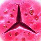 豬是嘚念來過倒