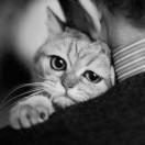 小神通大悟空⚡️