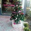 花易凋，因爱无憾