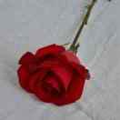 十指紧扣丶伴你到地久