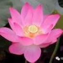 一路生花
