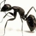 小蚂蚁（谭娟）