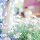 芳