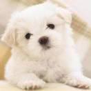 chenhao