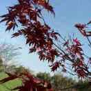 平平六七年的羊🐑