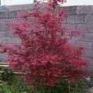 香辣（牛）肉面