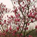 玲子（混血豆花兴科三路店）